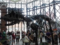 /album/galeria-de-fotos/exposi%c3%a7%c3%a3o%20dinossauros%20patagonia%20%286%29-jpg/